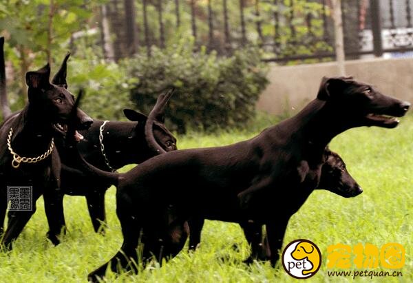 中国真正的猛犬黑狼犬，个头超大一口能咬下两斤肉