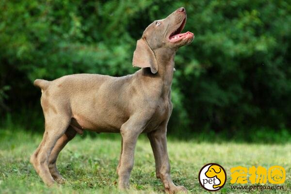 魏玛猎犬被称为绅士枪猎犬先生，曾不受猎人的宠爱