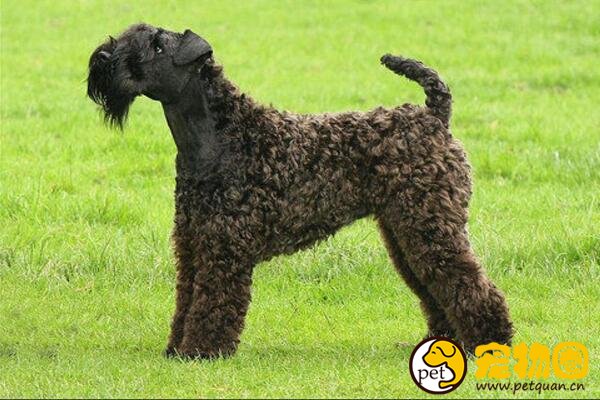 凯利蓝梗是爱尔兰国犬，被誉为冠军级别的饲养犬