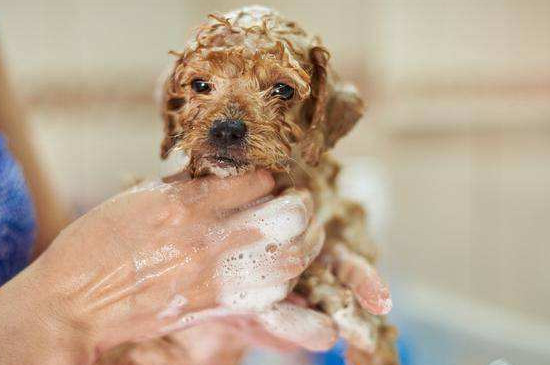 狗狗什么时候可以洗澡