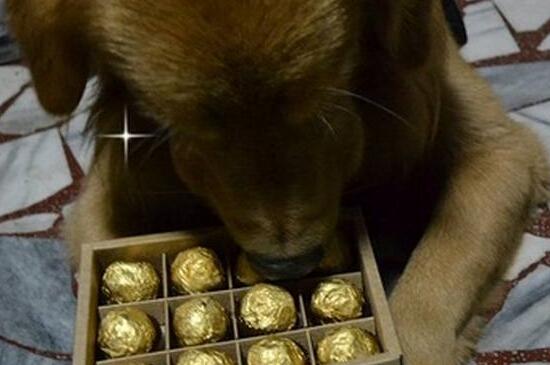 狗为什么不能吃巧克力