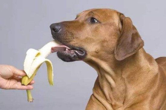 狗狗可以吃香蕉吗