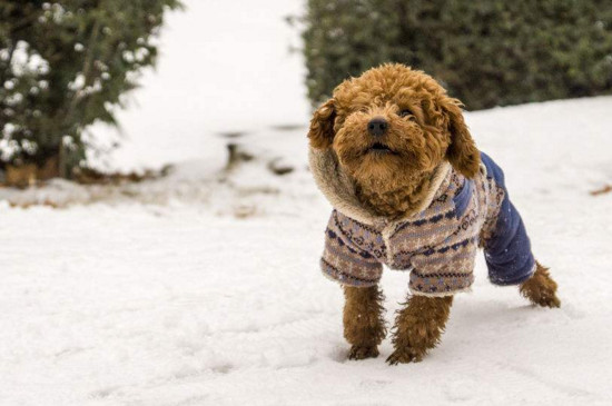 冬天养狗注意事项，可别把你的狗狗冻坏了