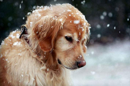 冬天养狗注意事项，可别把你的狗狗冻坏了