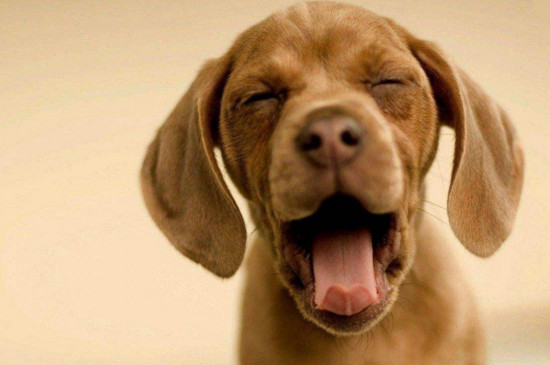 狗狗口臭是什么原因，狗狗除口臭的方法