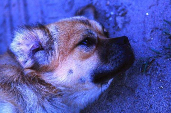 狗狗尿血是怎么回事，狗狗尿血的四大原因及救治方法