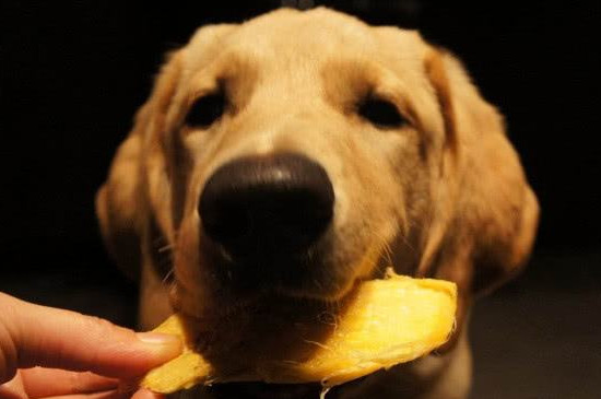 狗狗可以吃什么水果，适合狗狗吃的十种水果