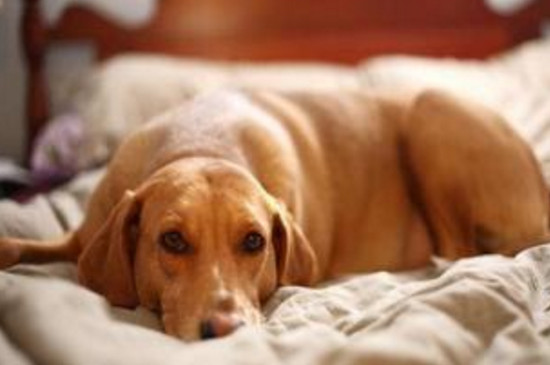 养狗如何注意个人卫生，隔离饮食并定期给住宅清理消毒