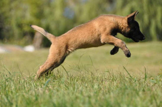 狗狗几个月开始训练，3个月以后训练为宜
