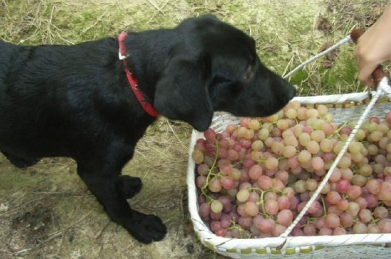 狗吃葡萄会怎么样