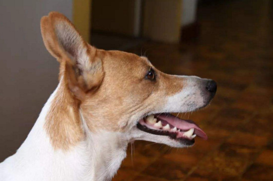 狂犬病的狗有什么症状，食欲异常喜欢犬吠攻击人