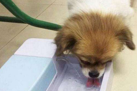 狗狗不爱喝水怎么办