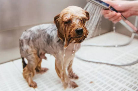 给狗狗洗澡的正确方法，十天一次洗完要立即吹干