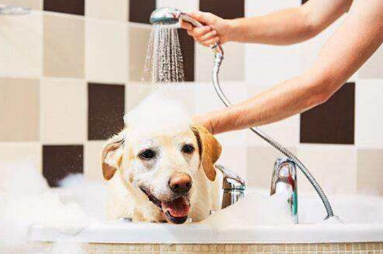 给狗狗洗澡的正确方法，十天一次洗完要立即吹干