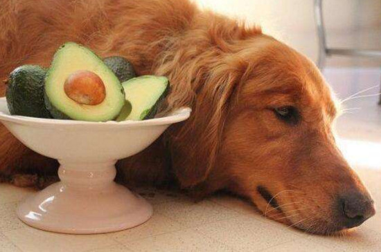 狗不能吃什么水果