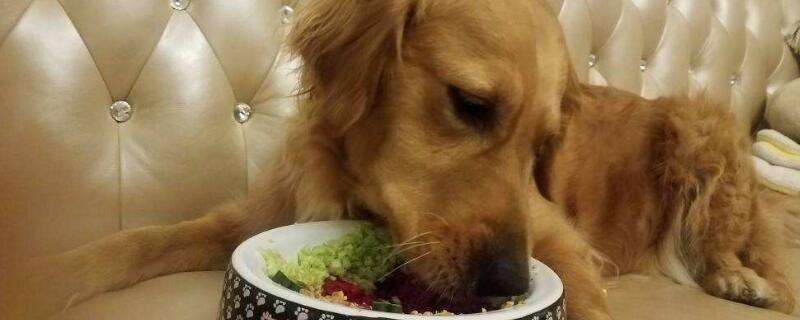 狗狗可以吃火龙果吗