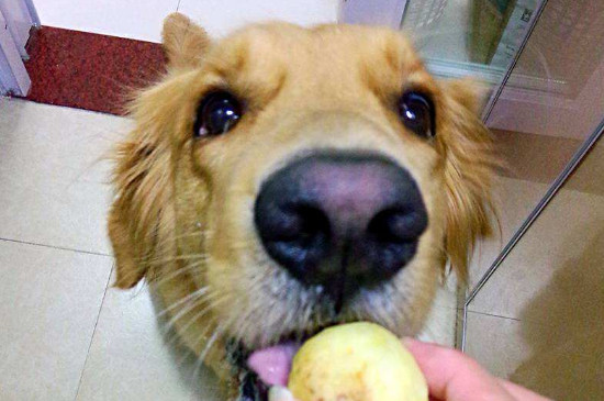 狗狗能吃土豆吗