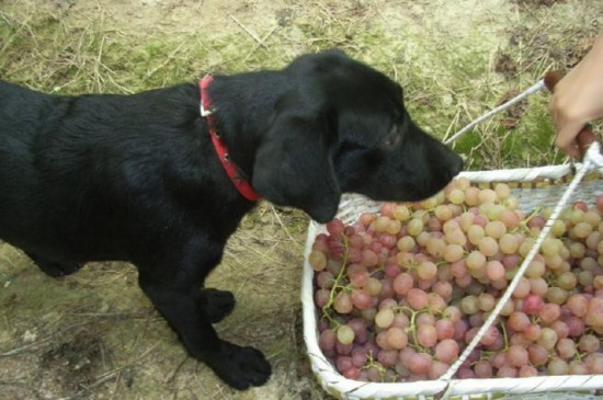 狗吃了葡萄怎么挽救