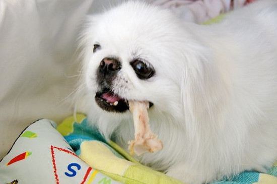 狗为什么喜欢吃骨头