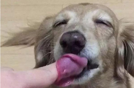 狗狗喜欢舔人表示什么
