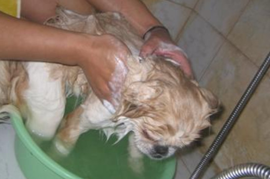 狗狗几个月可以洗澡