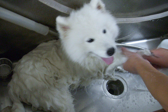 狗狗几个月可以洗澡