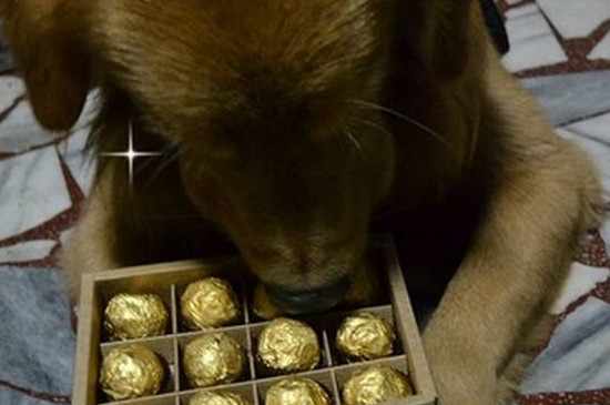 狗能吃巧克力吗