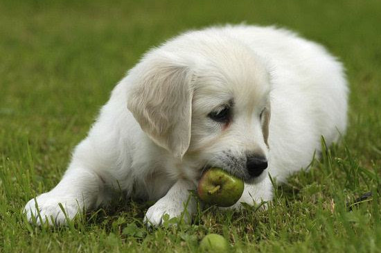 狗能吃葡萄吗