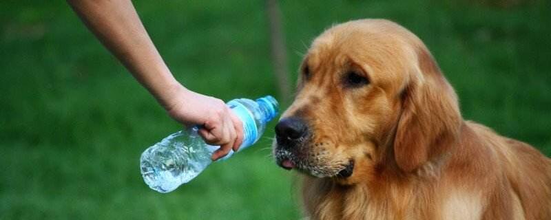 狗狗不喝水怎么办