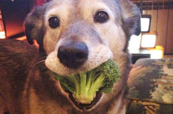 狗狗吃什么蔬菜好