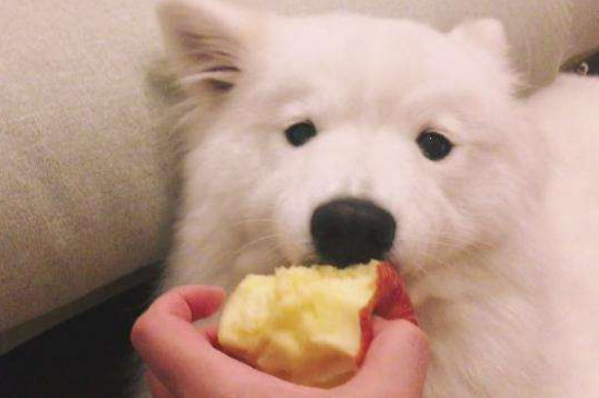 狗可以吃苹果吗