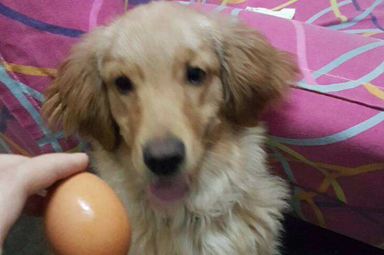 狗能吃鸡蛋吗