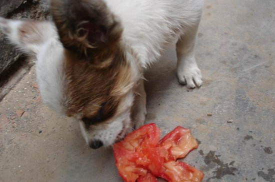狗能吃西红柿吗