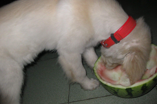 狗狗可以吃西瓜吗