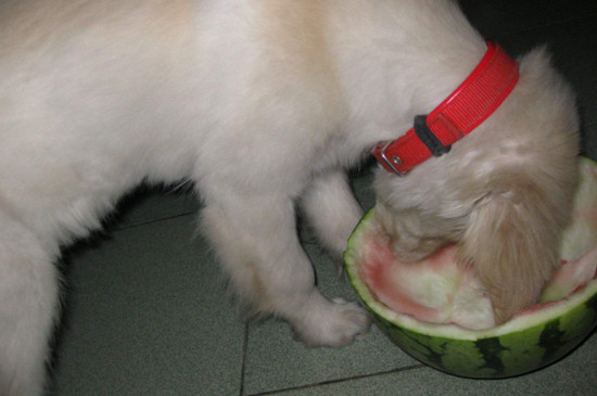 狗狗能不能吃西瓜