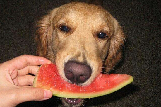 狗狗能不能吃西瓜
