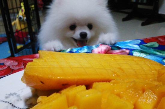 狗狗能吃芒果吗