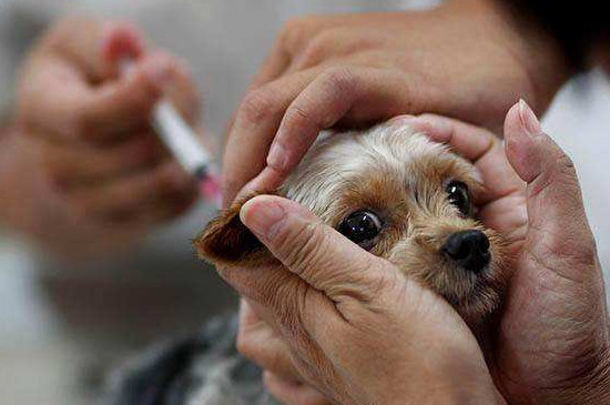 小狗疫苗怎么打