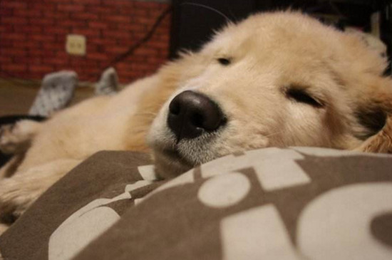 幼犬睡觉抽搐怎么回事
