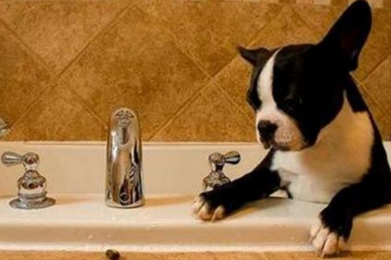 给狗洗澡到底要不要带手套