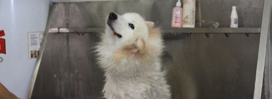 狗狗洗澡很凶怎么办