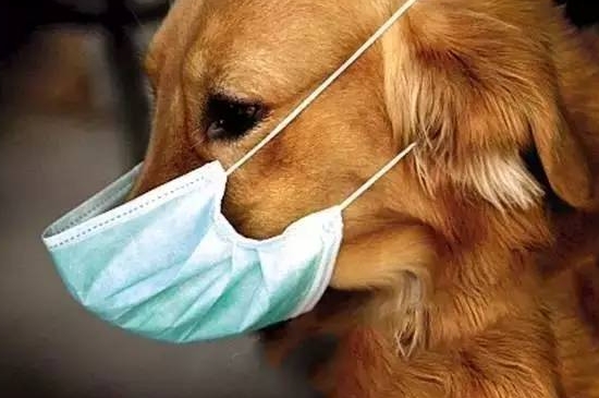狗感冒了可以治愈吗