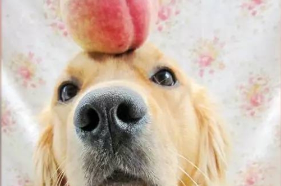 狗狗可以吃桃子吗