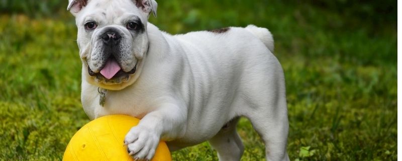 成年狗能吃幼犬狗粮吗