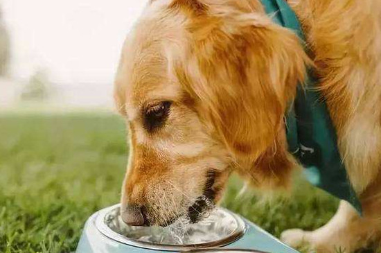 幼犬不愿意喝水怎么办