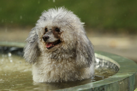 狗狗洗澡用什么洗