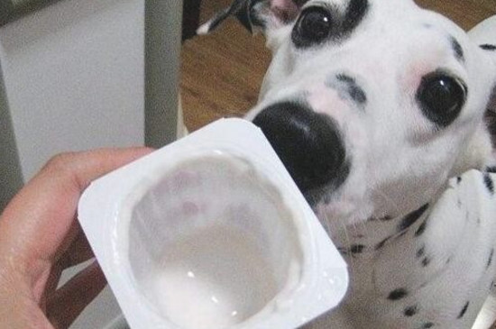 狗狗喝什么酸奶好