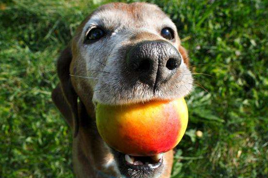 狗狗吃水果好吗