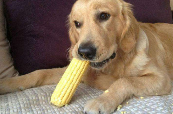 狗能吃玉米吗