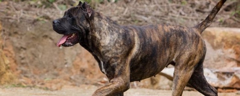 世界十大猛犬排名